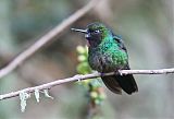 Viridian Metaltailborder=